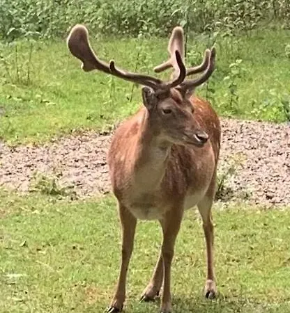 Townhuus No. 1 / Dieksee